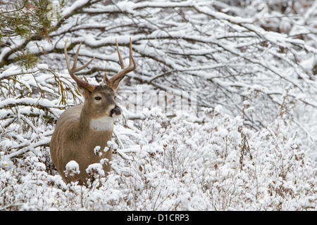 White-tailed Buck in fresh snow, Western Montana Stock Photo