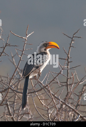 Yellow-billed Hornbill perched on branch Stock Photo
