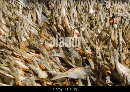 Herrings being smoked at Tanji fishing village Gambia west Africa Stock Photo