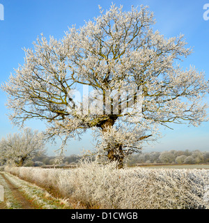 Winter weather countryside woodland trees in farmland field landscape with hoar frost on hedgerow & fine specimen English Oak tree Essex England UK