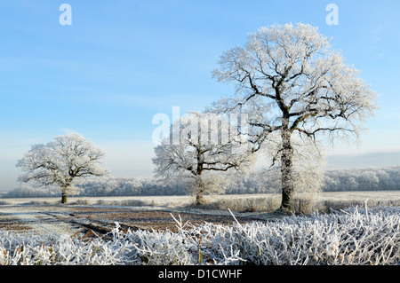 Winter wonderland weather on countryside trees in farmland field landscapes with hoar frost on English Oak tree & hedgerows blue sky Essex England UK Stock Photo