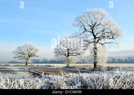 Winter wonderland weather on countryside trees in farmland field landscapes with hoar frost on English Oak tree & hedgerows blue sky Essex England UK Stock Photo