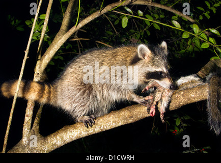 North American raccoon (Procyon lotor) eating a killed squirrel in a tree at night (Georgia USA). Stock Photo
