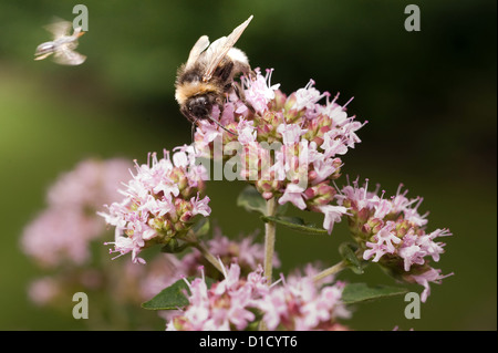 Berlin, Germany, a bumblebee sits on the flowering of Dost Stock Photo