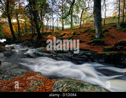 Cloghleagh River County Wicklow Ireland autumn fall color colour colours brown leaves rural scene idyll autumnal scene irish Stock Photo