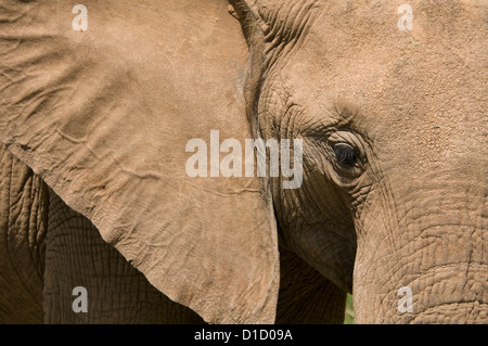 African elephant-close up of head Stock Photo