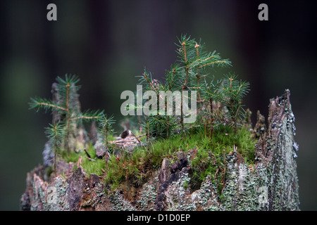 Spruce seedlings growing on old wood, dead trunk Picea abies forest plants, forest tree sprouts growing on a stump Norway spruce Seedlings Stock Photo