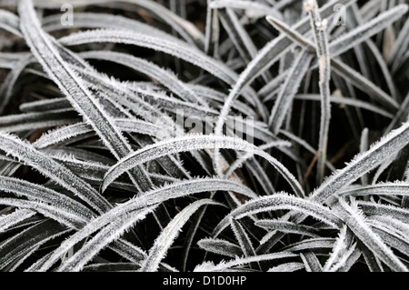 Ophiopogon planiscapus Nigrescens Frosted Black Mondo Grass ornamental grasses frost covered ice icy winter attractive wintry Stock Photo