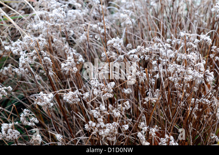 luzula nivea ornamental grasses grass foliage leaves seedheads plant portraits perennials winter frosted frosty white icy cover Stock Photo