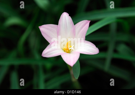 Fadjar's pink Zephyranthes rosea Rain Lily Fairy Lily blooming flowering single one flower pink white blossom Stock Photo