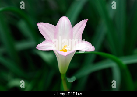 Fadjar's pink Zephyranthes rosea Rain Lily Fairy Lily blooming flowering single one flower pink white blossom Stock Photo