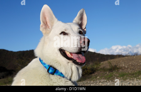 White German Shepherd in Westridge-Canyonback Wilderness Park in Southern California Stock Photo