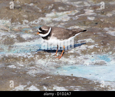 Common Ringed Plover (Charadrius hiaticula) foraging in muddy wetlands along the coast Stock Photo