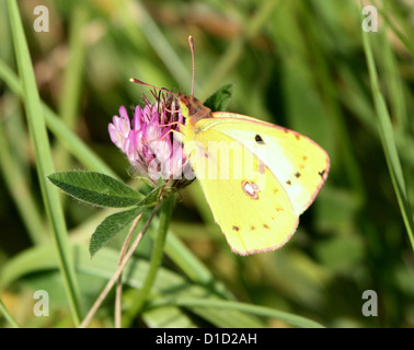 Pale Clouded Yellow butterfly (Colias hyale) posing on a red clover flower Stock Photo