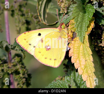 Pale Clouded Yellow butterfly (Colias hyale) posing on a nettle Stock Photo