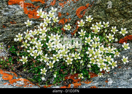 A clump of Mossy Saxifrage in the alps Stock Photo