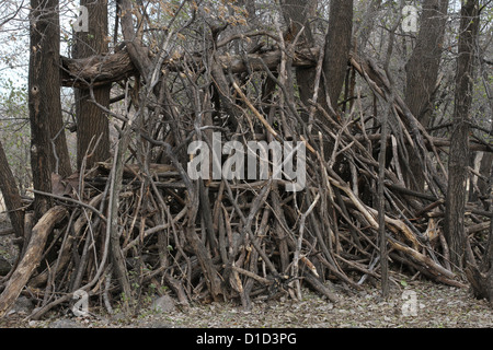 A fort in the woods made of sticks. Stock Photo