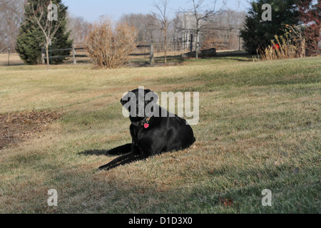 A black dog lying on a lawn in rural Minnesota. Stock Photo