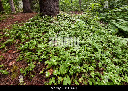 A group of buncherries (Cornus canadensis) in front of a tree. Stock Photo