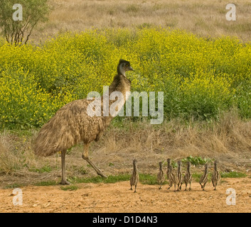 A group of Baby Emu Stock Photo - Alamy