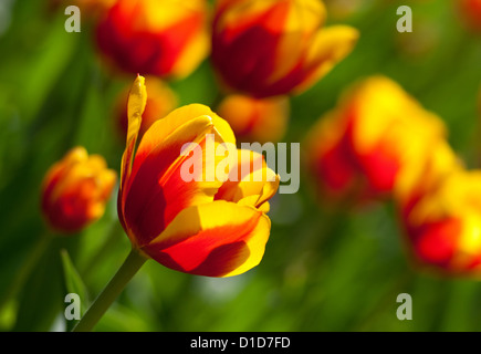 Red and yellow tulip flowers, backlighting, shallow depth of field. Stock Photo