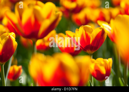 Red and yellow tulip flowers, backlighting, shallow depth of field. Stock Photo