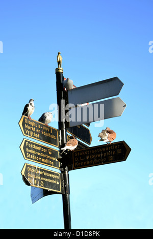 street sign showing direction to tourist site in the old city of Maastricht. Doves and pigeons sitting on the signs. Stock Photo