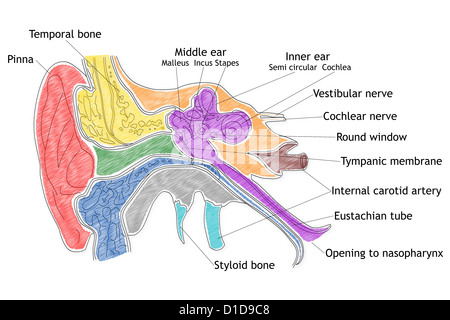 Human Ear structure Stock Photo
