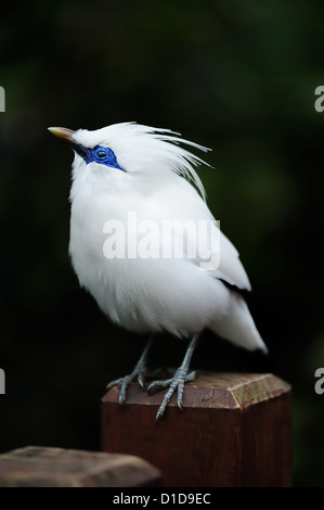 White fat cute Magpie standing. Stock Photo