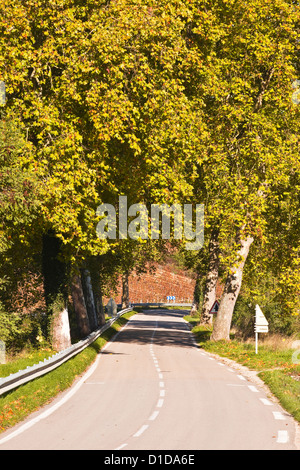 An avenue of trees near to Chablis in Burgundy, France. Stock Photo