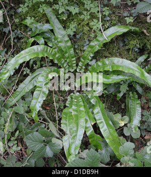 Lamb's Tongue Fern Phyllitis scolopendrium in Brown's Folly Nature