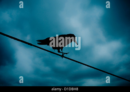 crow walking on a wire against a dramatic cloudy sky Stock Photo