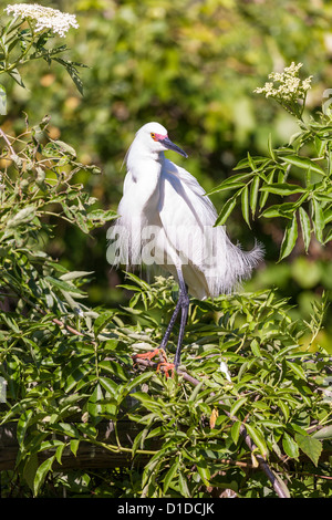 Snowy Egret (Egretta thula) with plumage perched on tree in St. Augustine Alligator Farm Zoological Park, St. Augustine, Florida Stock Photo