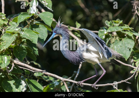 Juvenile Tricolored Heron, Egretta tricolor, on branch in St. Augustine Alligator Farm Zoological Park, St. Augustine, Florida Stock Photo