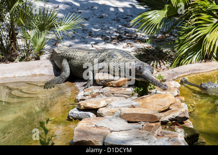 Indian gharial (Gavialis gangeticus) crocodilian sunning on rocks in St. Augustine Alligator Farm Zoological Park, Florida Stock Photo