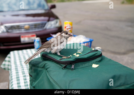 Gray Jay bird eating human picnic food in Mount Rainier National Park, Washington, USA Stock Photo