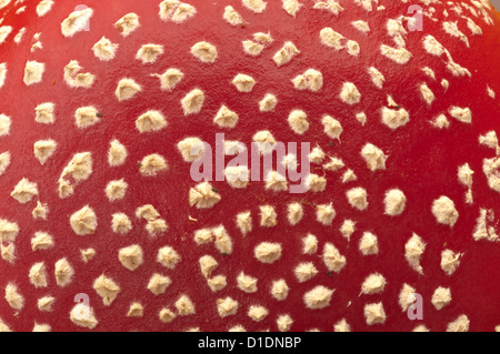 Fly Agaric [Amanita muscaria] close-up of spots on cap. West Sussex, UK. October.
