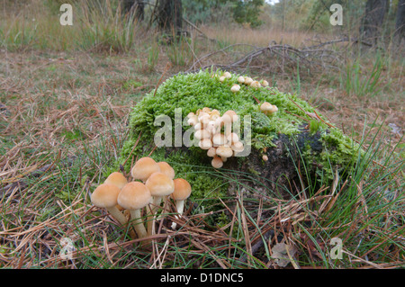 Sulphur Tuft (Hypholoma fasciculare) on rotting tree stump. October. West Sussex, UK. Stock Photo