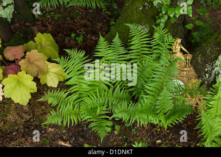 Close up on Heuchera Southern comfort ,Dryopteris ferns in a private garden under wood with and old clock Stock Photo