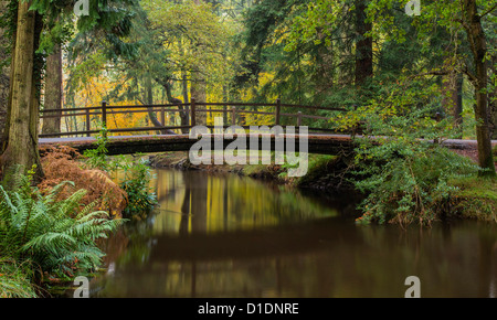 New Forest, Blackwater Bridge, Rhinefield Ornamental Drive,, Hampshire, England, UK. Europe Stock Photo