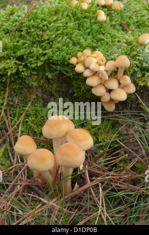 Sulphur Tuft (Hypholoma fasciculare) on rotting tree stump. October. West Sussex, UK. Stock Photo