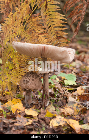 Parasol Mushroom (Macrolepiota procera) In woodland under bracken. October. West Sussex, UK. Stock Photo