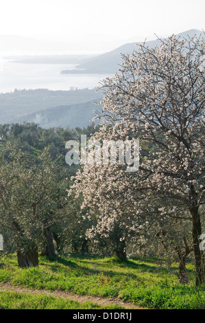Greek spring landscape with blossoming almond tree (Pelion Peninsula, Thessaly, Greece) Stock Photo