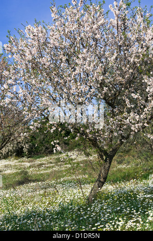 Blossoming almond tree (Prunus dulcis) Stock Photo