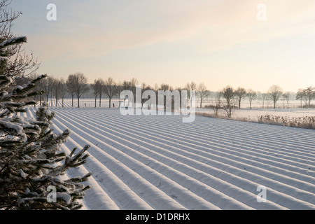 sunny day during winter overlooking countryside asparagus field Stock Photo