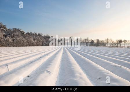 sunny day during winter overlooking countryside asparagus field Stock Photo