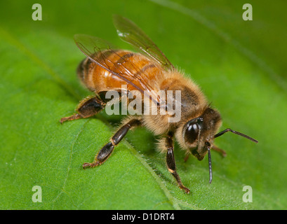 honeybee resting on a leaf Stock Photo