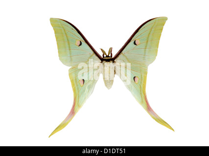 Indian Moon Moth or Indian Luna Moth, Actias selene, Saturniidae. India to Japan, and Asia south to Sumatra and Borneo. Cutout. Stock Photo