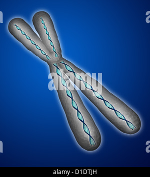 illustration of human chromosome Stock Photo