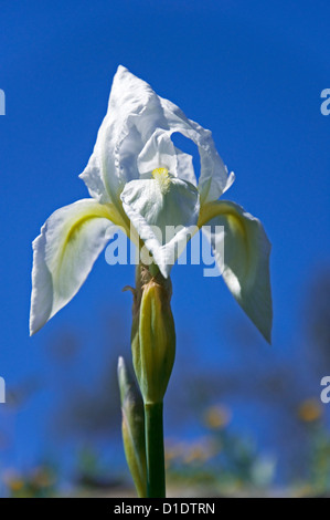 Single white iris flower against blue sky Stock Photo